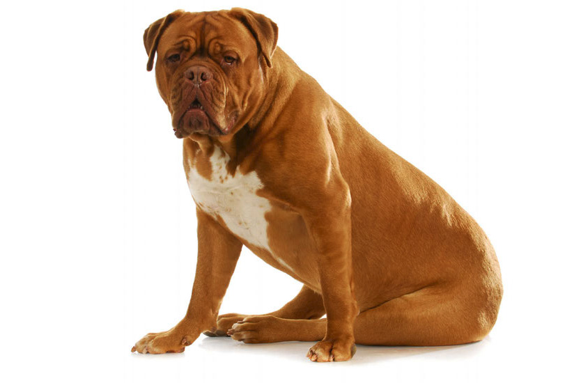 Dogue de Bordeaux