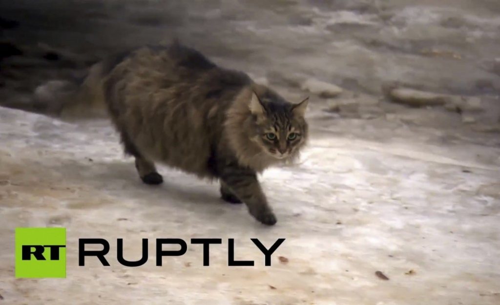 Masha, la gatta che ha salvato un bambino dal congelamento in Russia
