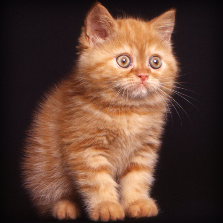 Il Persiano e l'Exotic Shorthair