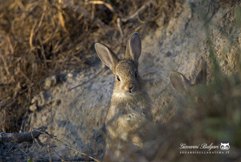 Mostra "Sguardi sulla Natura" a Orzinuovi il 7 e 8 febbraio