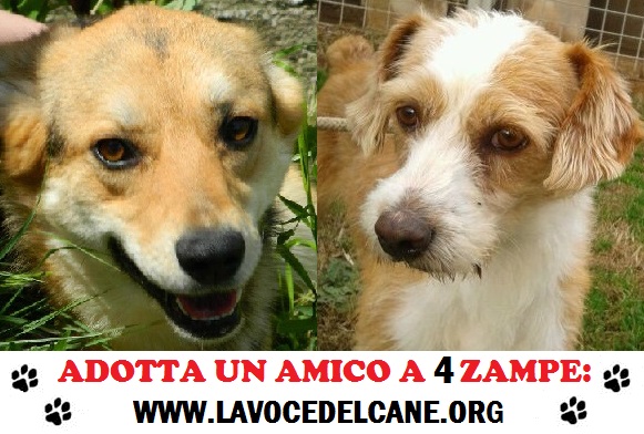 Associazione La Voce del Cane