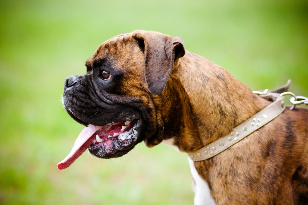 Cane al guinzaglio in cortile