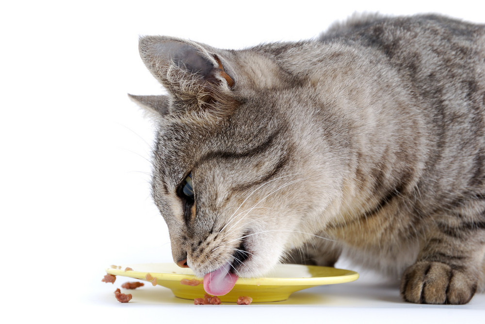 Gatto che mangia