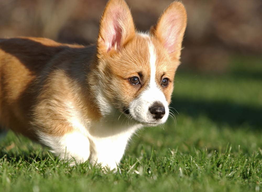 Welsh Corgi