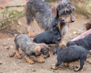 L'Animal Hoarding è una vera patologia