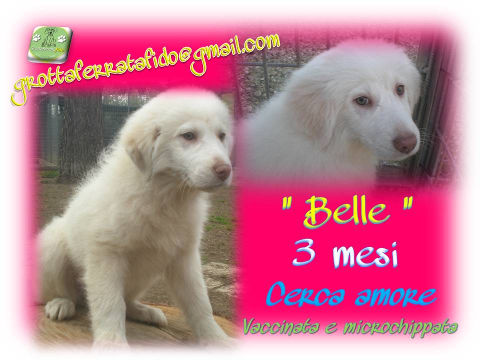 Adozione cane: Belle, cucciola di Maremmano