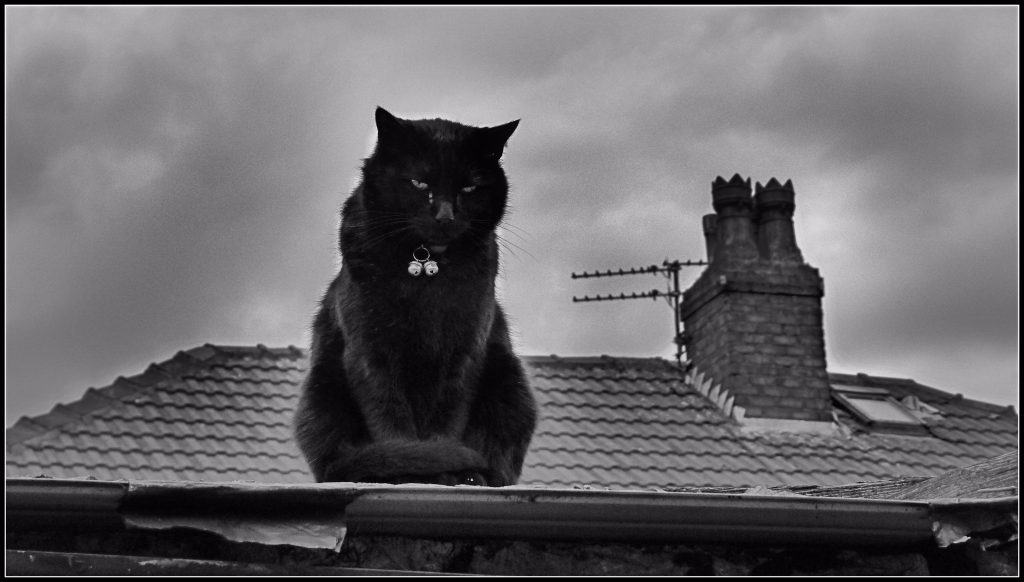 Un gatto sul tetto. Se è caduto una volta potrebbe cadere di nuovo