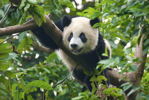 I panda sempre meno in pericolo, ma ancora a rischio