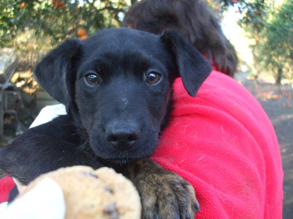 Adozione cane: Clide cucciola sfortunata