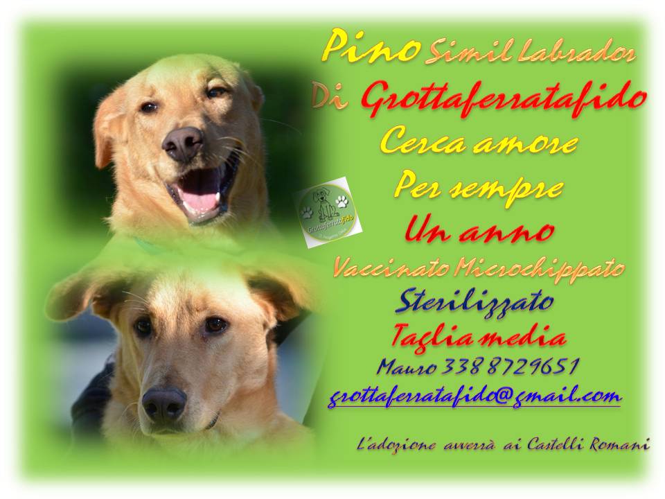 Adozione cane: Pino in cerca di un amore per sempre