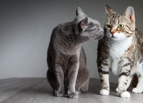 Socializzare: un gatto ne incontra un altro
