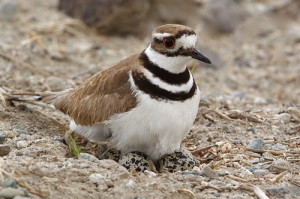 Un adulto di Killdeer cova le sue uova.