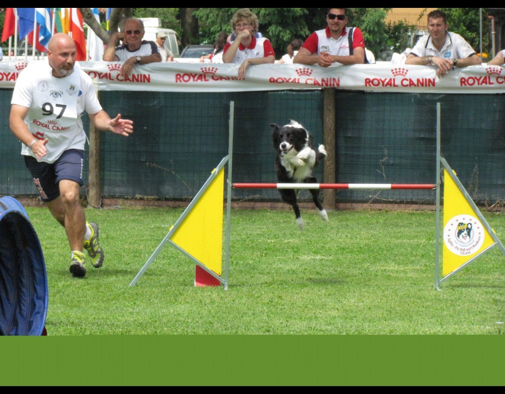 Alfonso Sabbatini Cinofilia Agility