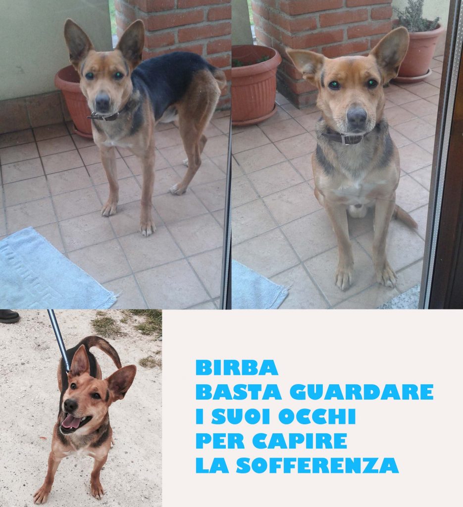 Adozine cane: Birba, un anno e mezzo, taglia piccola