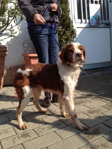 Adozione cane: Ben, Breton bianco e marrone