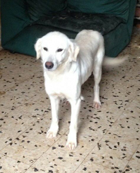 Adozione cane: Grace incrocio Golden di 6 mesi