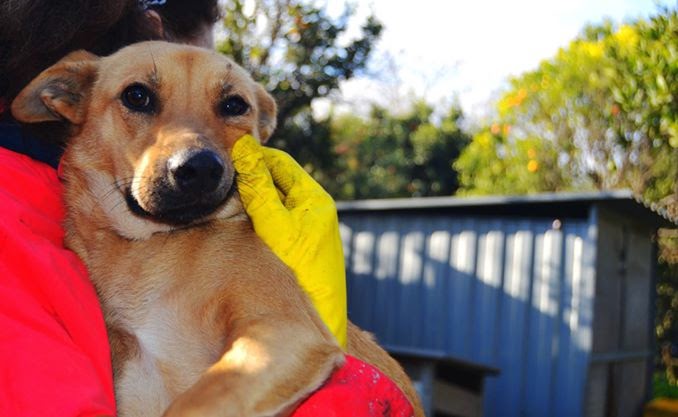 Adozione cane: Prima, due anni, taglia piccola