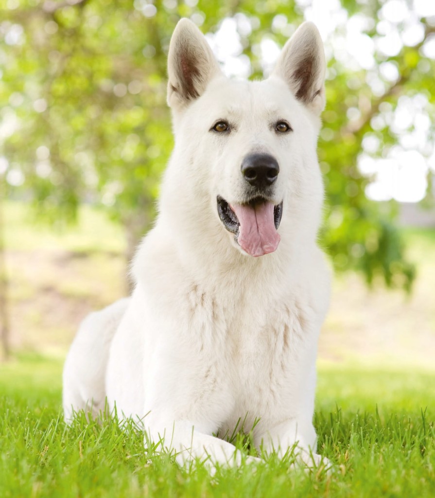 Il Cane Pastore Tedesco Bianco