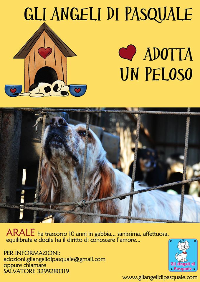 Adozione cane: Arale, Setter puro di 10 anni
