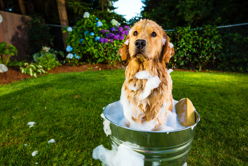 bagno cane