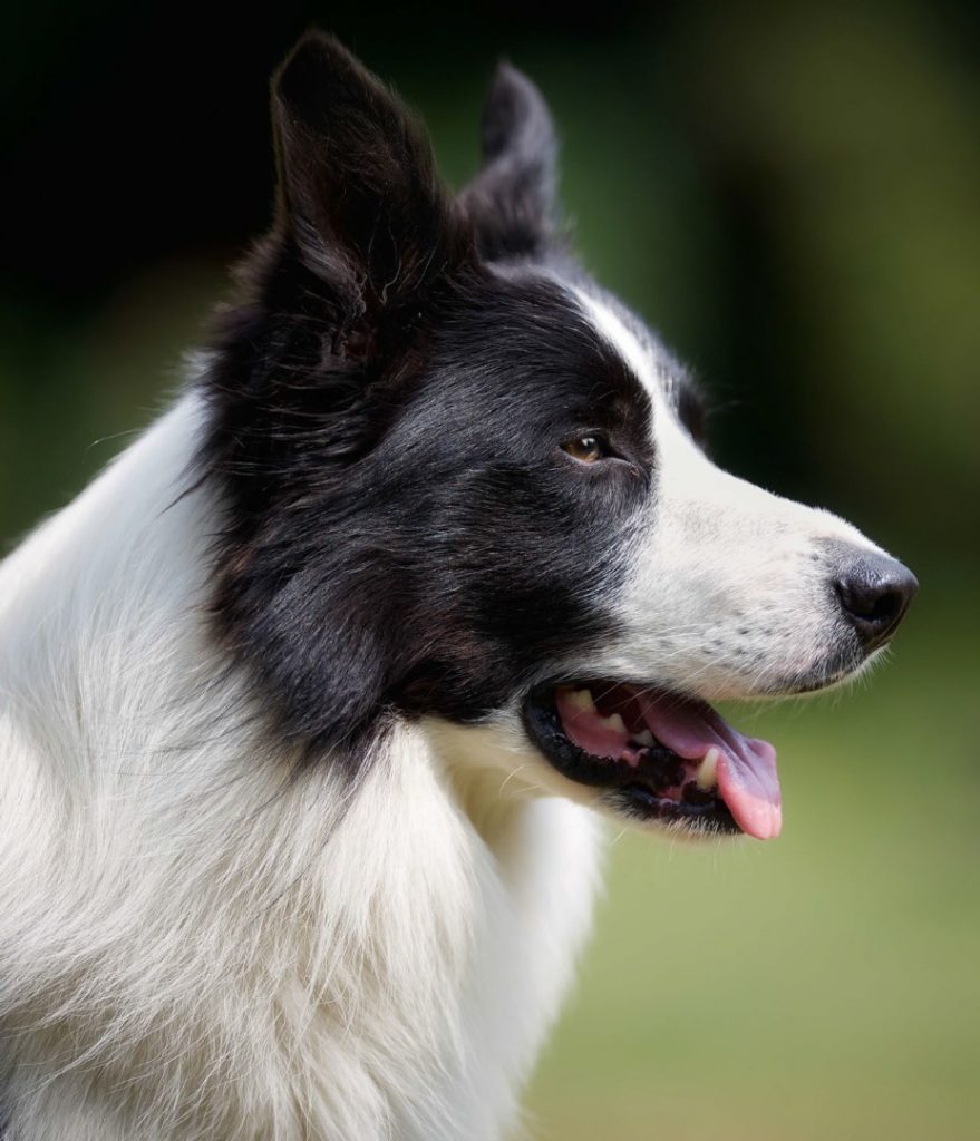 Border Collie supercane