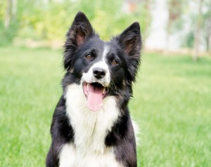 Border Collie: il supercane