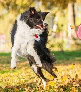 Border Collie: il supercane