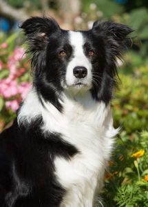 Border Collie: il supercane