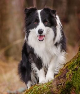 Border Collie: il supercane