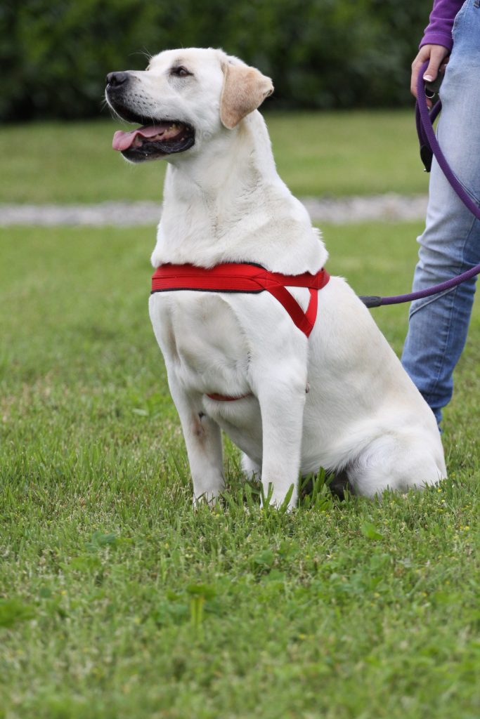 Adozione cane: Dick, Labrador di 8 anni