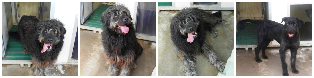 Adozione cane: Edmundo, incrocio Pastore Bergamasco, 3 anni