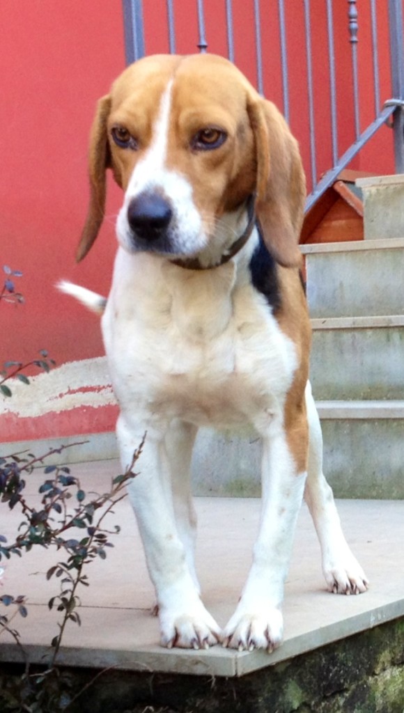 Adozione cane: Pluto, Beagle puro di 7 anni