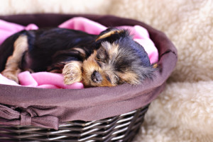 cagnolino sonno