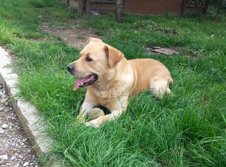 Adozione cane: Whisky Labrador puro