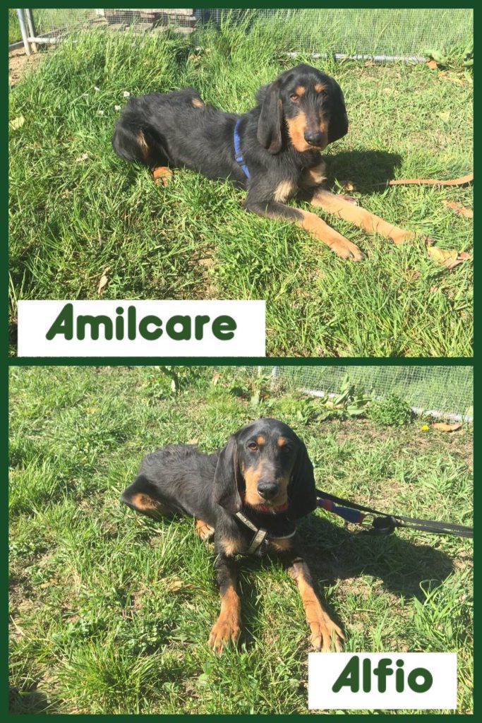 Adozione cane: Amilcare e Alfio, fratelli Segugi