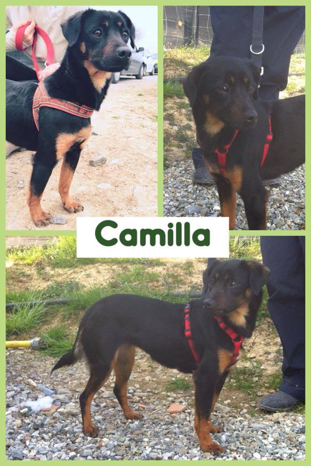 Adozione cane: Camilla, bellissima simil pinscherina
