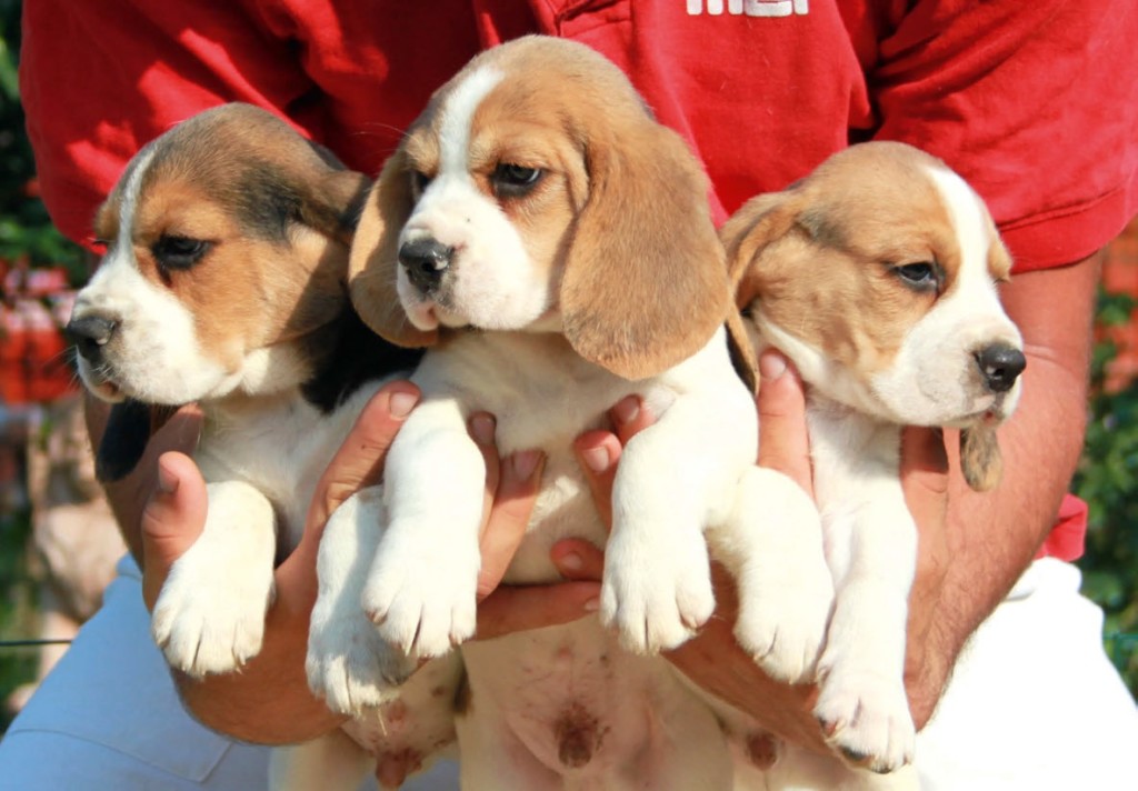 Beagle compagno ideale