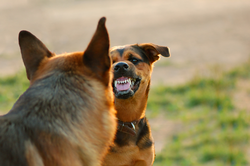 Esperti comportamento cane nervoso