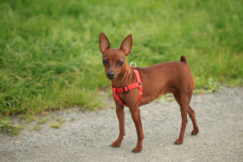 Pinscher pipì