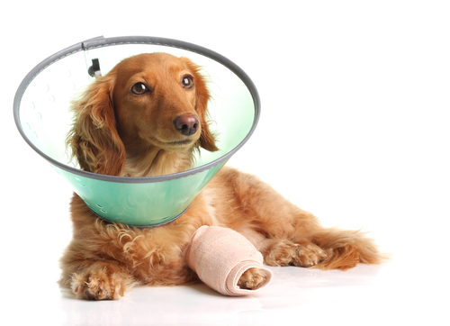 Come medicare una zampa se il cane non vuole?