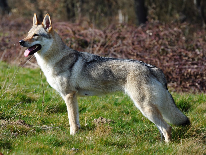 L'uomo, il lupo e il cane