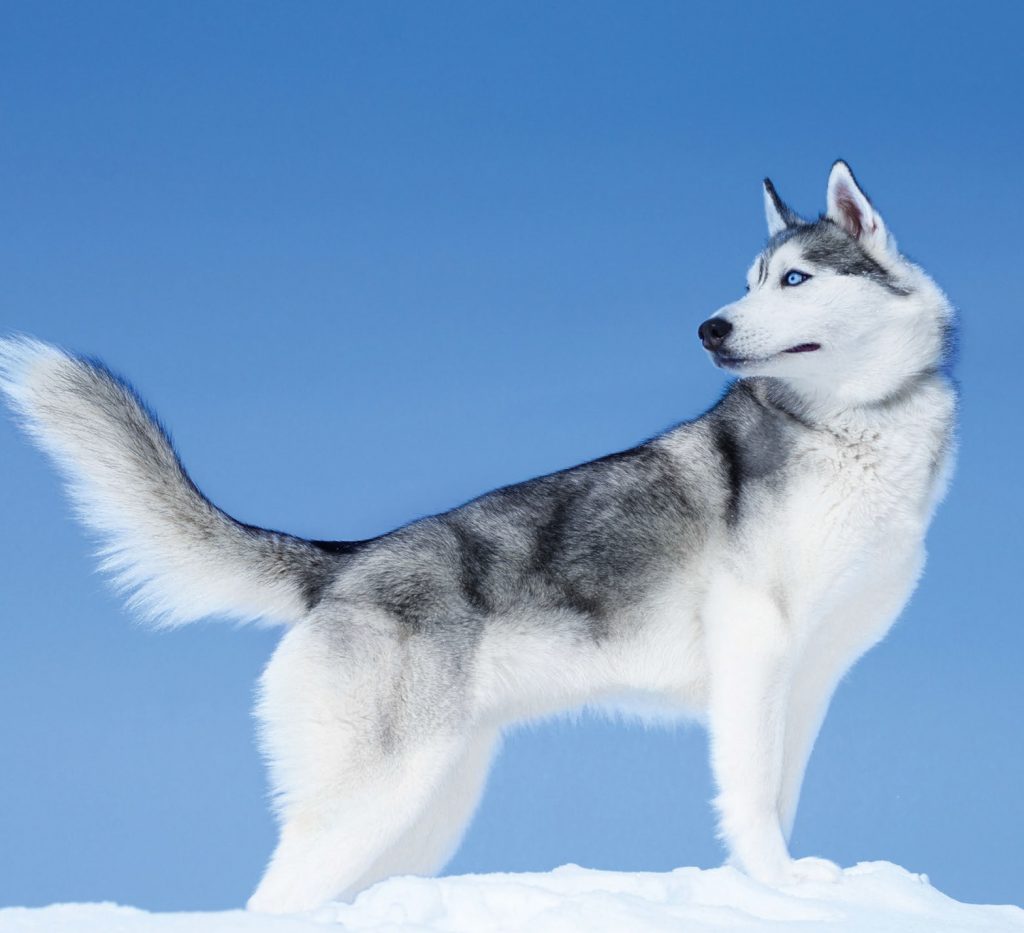 Husky: identikit di un sogno