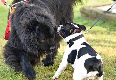 Uomo e cane: dalla mente al cuore