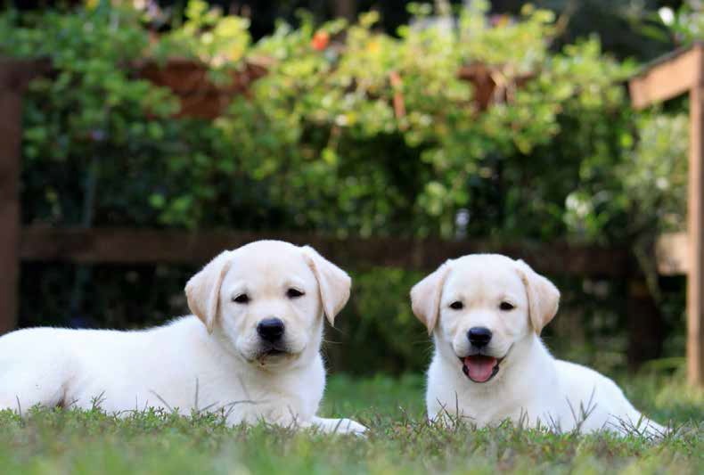 Innamorarsi del Labrador Retriever: è accaduto così