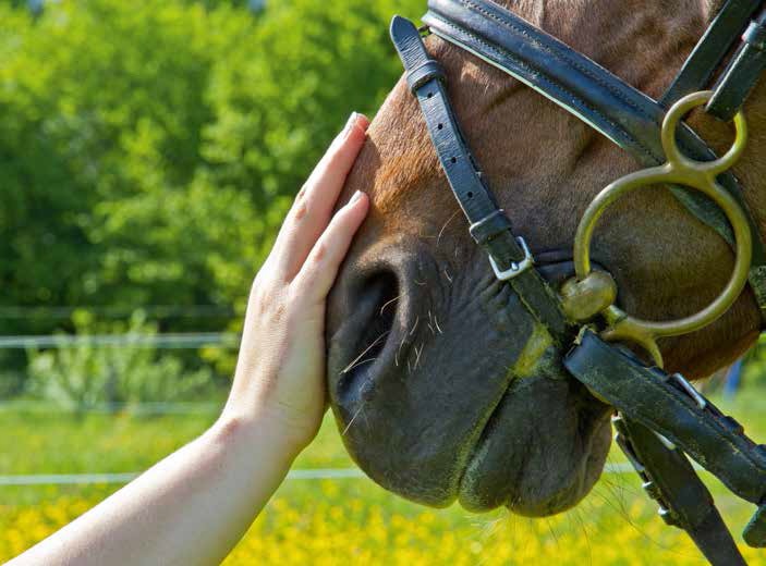 Pet Therapy, la formula di TECA