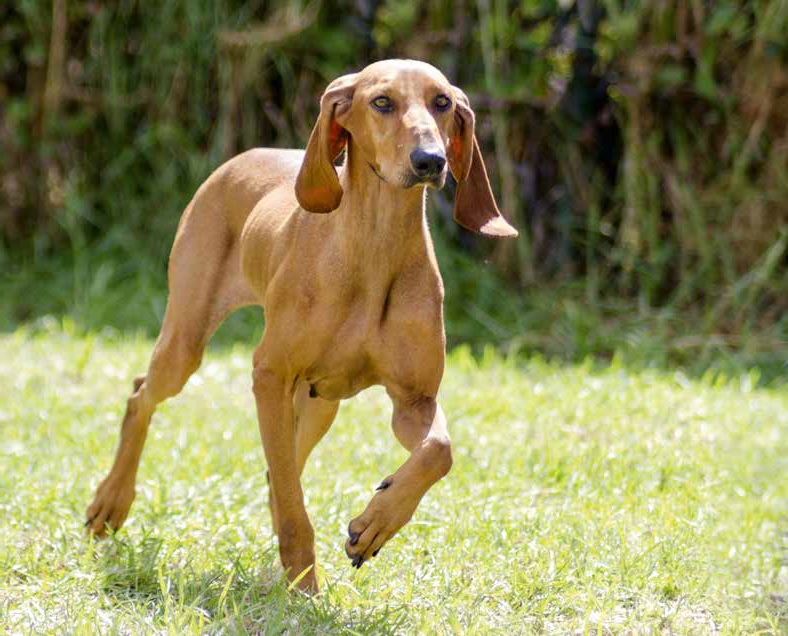 Segugio Italiano, l'adorabile cacciatore