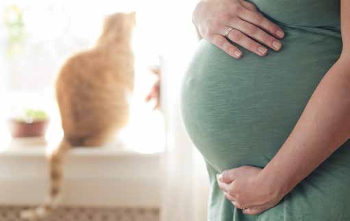 Toxoplasmosi: giusto rinunciare al gatto?