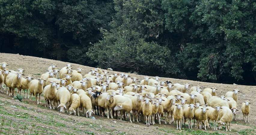 Gorgona: richieste di grazia