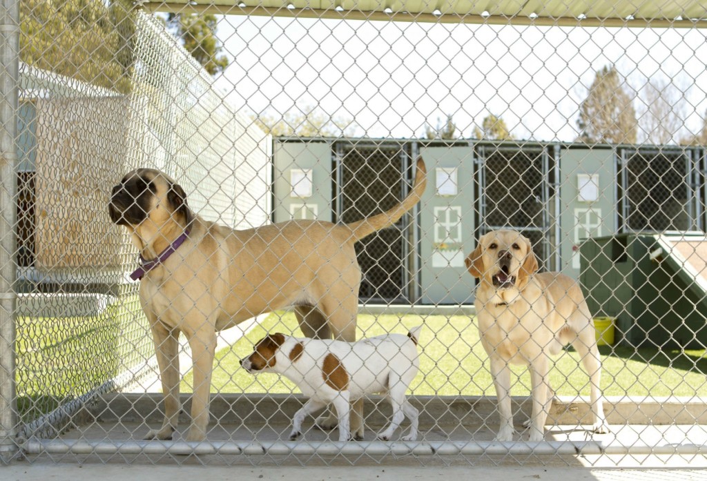 Adozioni: il cane giusto per la persona giusta