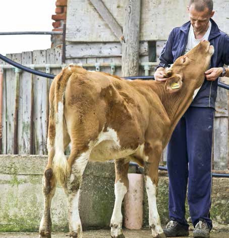 Nuova vita per gli animali della Gorgona